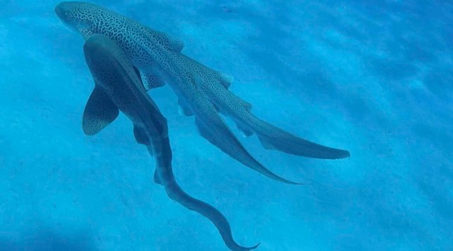 leopard sharks mating video Dr Hugo Lassauce