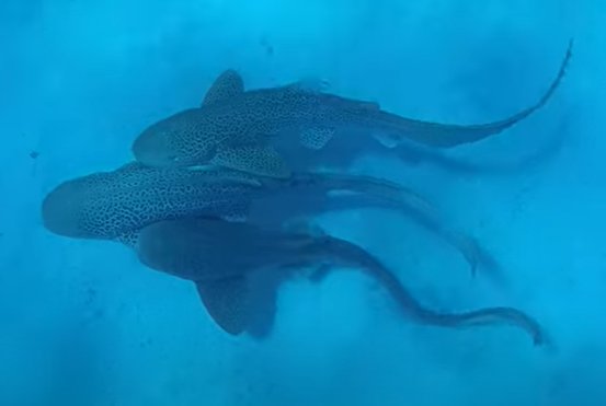 leopard sharks mating video Dr Hugo Lassauce