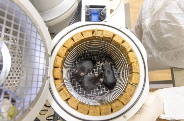 Russian 'Noah's Ark' satellite Bion-M No. 2 credit: Roscosmos