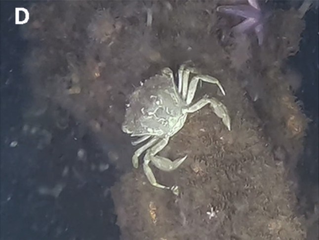 This image provided by Andrey Vedenin shows sea creatures living on dumped World War II explosives in the Baltic Sea. (Andrey Vedenin, GEOMAR via AP)