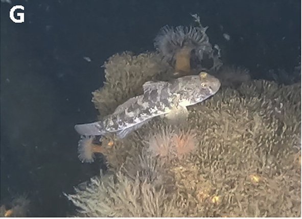 This image provided by Andrey Vedenin shows sea creatures living on dumped World War II explosives in the Baltic Sea. (Andrey Vedenin, GEOMAR via AP)
