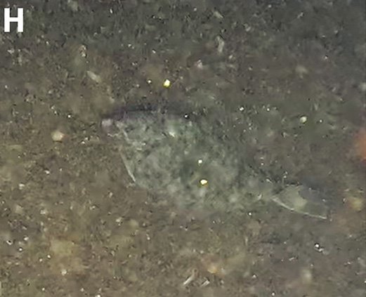 This image provided by Andrey Vedenin shows sea creatures living on dumped World War II explosives in the Baltic Sea. (Andrey Vedenin, GEOMAR via AP)