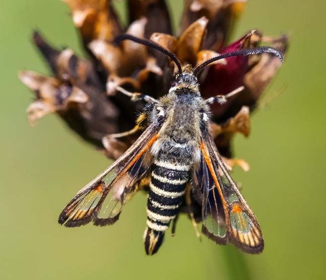 Sesiidae (Lepidoptera)