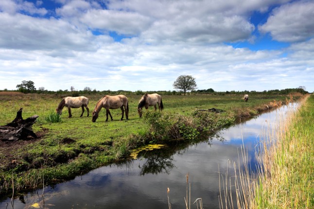Konik ponies on the Wicken Fen nature reserve, Cambridgeshire; England; UK