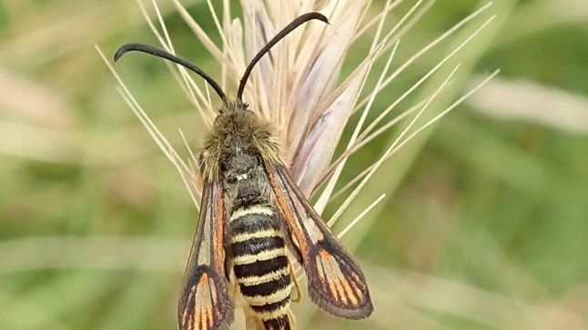 Six-belted clearwing moth, Wicken Fen | ? William Bishop