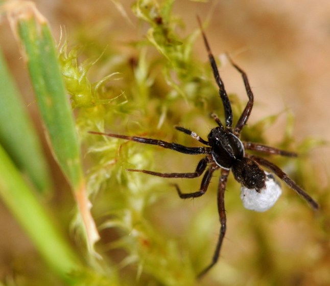 Aulonia albimana Embargoed for 0001 Thursday 30 October 2025 Rare spider rediscovered in Britain after 40 years ? just in time for Hallowe?en Critically endangered "White-knuckled Wolf Spider? found on the Isle of Wight. Rediscovery a result of National Trust conservation efforts funded by Natural England ? and helped by Hebridean sheep. British Arachnological Society call the find ?one of Britain?s epic 'lost species' rediscoveries of the century?. New Trust campaign encourages people to go wildlife watching this autumn.