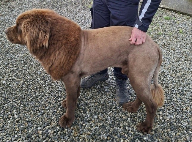 'Lion on the loose' turns out out to be a Newfoundland dog with a new haircut Garda Info @gardainfo Mystery solved! Turns out the ?lion? spotted roaming Clare was just a Newfoundland dog with a fresh haircut! Garda? from Killaloe have concluded that the recent video of a ?lion like? animal roaming around the woods in East Clare is in fact the very friendly dog named ?Mouse?.
