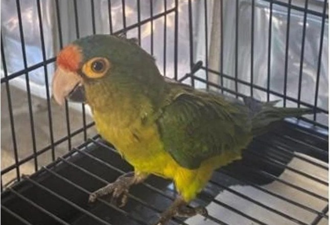 A man was charged with smuggling after Customs and Border Protection officers at the U.S.-Mexico border noticed a suspicious bulge in his pants ? only to learn he had two parakeets hidden in his underwear. Jesse Agus Martinez, a 35-year-old U.S. citizen living in Tijuana, Mexico, was indicted Friday after authorities said he tried to smuggle two heavily sedated orange-fronted parakeets ? a protected species ? into the United States late last month, the U.S. attorney?s office for the Southern District of California said. The birds, an endangered species native to Mexico, were found on October 23, ?apparently unconscious but breathing and heavily sedated? inside two brown sacks, prosecutors said.