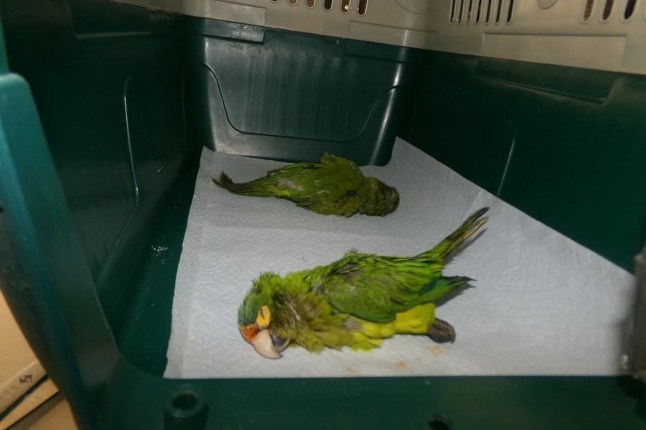 A man was charged with smuggling after Customs and Border Protection officers at the U.S.-Mexico border noticed a suspicious bulge in his pants ? only to learn he had two parakeets hidden in his underwear. Jesse Agus Martinez, a 35-year-old U.S. citizen living in Tijuana, Mexico, was indicted Friday after authorities said he tried to smuggle two heavily sedated orange-fronted parakeets ? a protected species ? into the United States late last month, the U.S. attorney?s office for the Southern District of California said. The birds, an endangered species native to Mexico, were found on October 23, ?apparently unconscious but breathing and heavily sedated? inside two brown sacks, prosecutors said.