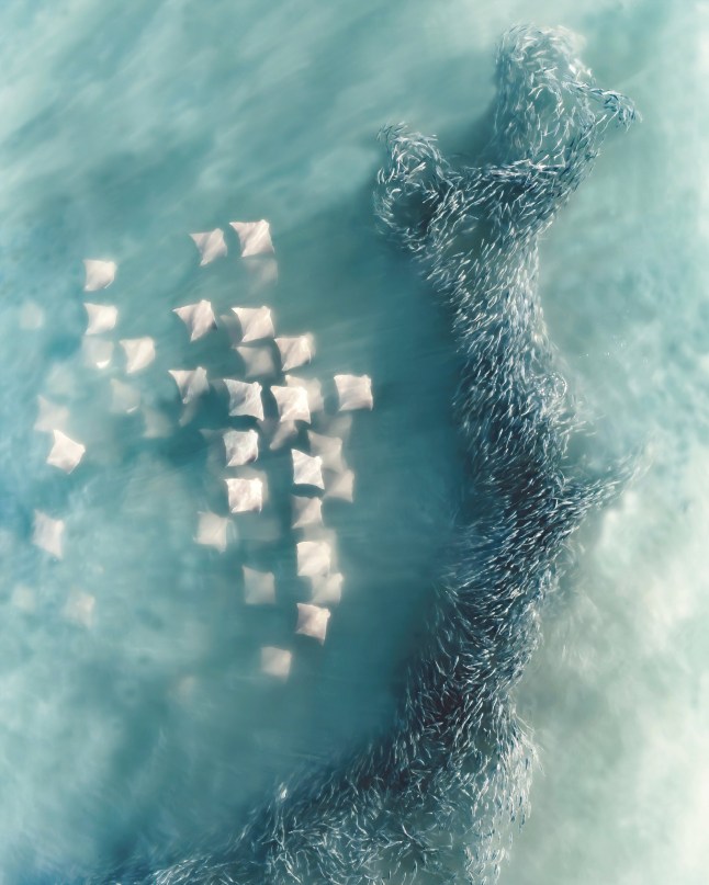 WILDLIFE CATEGORY 1ST PLACE: Another World?(by?Joanna?Steidle), Southampton, New York (USA). "This is a top-down drone capture of a fever of cownose rays dividing a school of menhaden fish. Taken just off the coast of Southampton in August, the sky was clear and the sea was calm, allowing the sunlight to enhance the waters' depth and the bursting sand clouds." The Siena Drone Photo Awards 2025 winners have been announced. The event showcases the impressive work of aerial photographers around the world. The organisers said: "Drone Photo Awards 2025 is the award that celebrates aerial photography as a language capable of transforming the world seen from above into images of great impact and suggestion." The international jury chose German photographer Dennis Schmelz as the overall winner in 2025 with The Lone Horseman, made in Cappadocia: a lone rider immortalised on a rocky outcrop during the blue hour, in an image that blends beauty, mystery and unique perspective on an iconic landscape of Turkey. Dennis Schmelz said: "I took this photo in Cappadocia while searching for new angles, which can be quite a challenge in a place where every corner seems to have been photographed already. During a sunset shoot with a horseman, I discovered this perspective with my drone. It creates the illusion that he?s standing on a plateau, when in reality it?s just the angle that makes it look this way. This shot feels truly rare, a fresh view from a spot that?s usually crowded and over-photographed." Photo released 20/11/2025