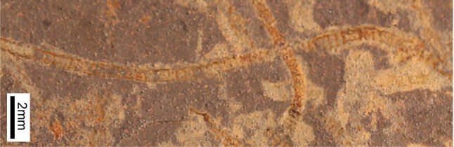 MSU researcher Katie Maloney contributed samples of rare, exceptionally well-preserved seaweed fossils (e.g., macroscopic algae) from Yukon Territory, Canada. These fossils are almost one-billion years old and represent one of the first seaweeds known in the fossil record when most life still needs to viewed through a microscope. Credit: Katie Maloney https://phys.org/news/2025-11-earth-earliest-life-billion-years.html