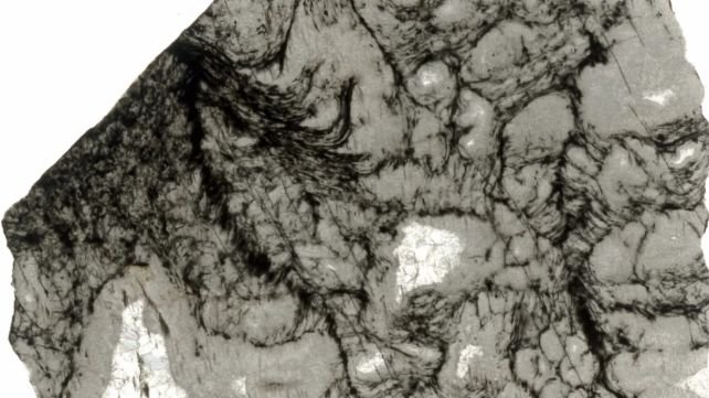 Meet Earth's earliest life form that wriggled around 3.3 billion years ago Picture: Andrea Corpolongo/Carnegie Institution for Science