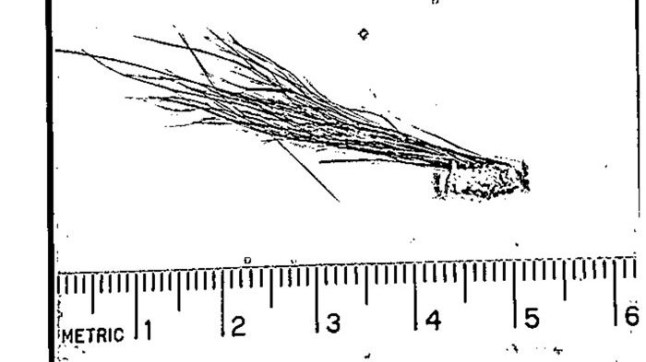 Bigfoot?s official file has been released by the FBI