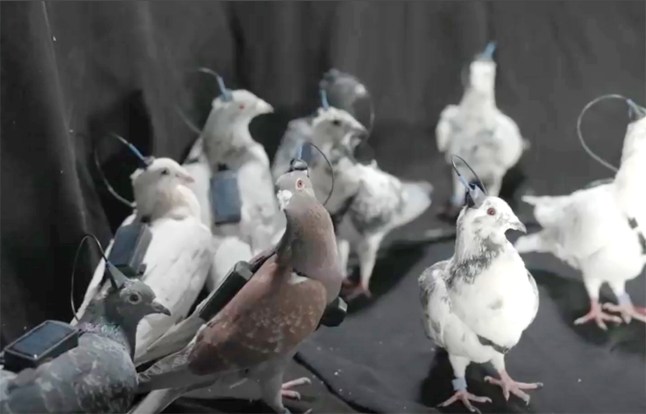 Russia has presented its first 'pigeon-biodrone' PJN-1 with neuro-interfaces implanted into the bird's brains.