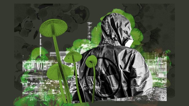 Chernobyl fungus