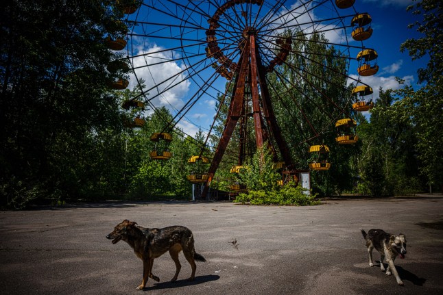 TOPSHOT - A photograph shows dogs passing by a Ferris wheel in background in the ghost town of Pripyat near the Chernobyl Nuclear Power Plant on May 29, 2022, amid the Russian invasion of Ukraine. - More than a 100 employees who had shown up just hours before for their night shift were now trapped as Russian forces crossed into Ukraine and seized swaths of land as they marched toward Kyiv.??The capture of the Chernobyl by Russian forces kicked off a weeks-long ordeal that saw power briefly cut at the facility and employees carefully monitored by the invaders as they grappled with fresh uncertainty during the invasion's early days. (Photo by Dimitar DILKOFF / AFP) (Photo by DIMITAR DILKOFF/AFP via Getty Images)