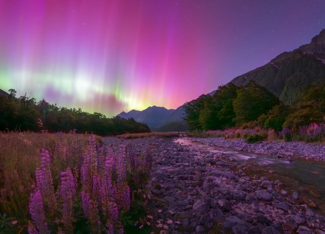Northern Lights photographer of the year 2025 T&Cs MUST CREDIT PHOTOGRAPHER AND @capturetheatlas FOR SOCIAL MEDIA SHARING. ?Fiordland Aurora and Lupins? by Douglas Thorne . This was an aurora that just kept on giving all night! I was at Cascade Creek in Fiordland, New Zealand, admiring the natural beauty of the rugged forest, dainty wildflowers, and bubbling stream. I had an idea of getting the purple lupins in the foreground with the Aurora behind, but I didn???t know exactly where the flowers were at the time. This particular shot was taken at my second location for the night, as my first stop had barely any lupins showing. I spent quite some time walking up and down this area to find this composition, and in the end, it was well worth it. I love how it shows the mountains, creek, forest, and lupins all together with a coherent color scheme. I took six images to create this panorama.