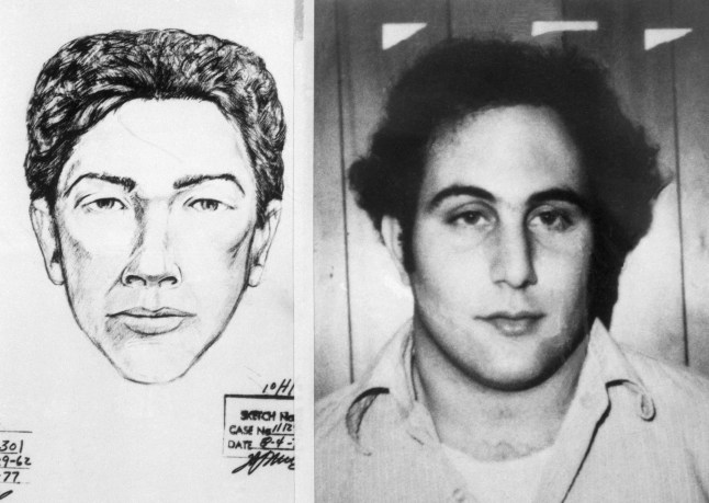 A police sketch of the suspect in the Son of Sam killings, and the official police headshot of the murderer, David Berkowitz.