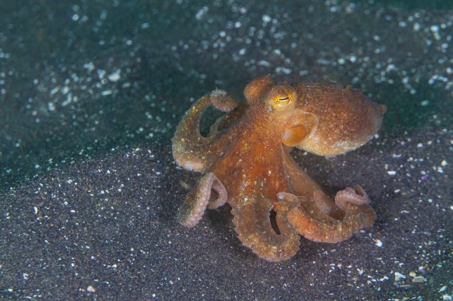 A red octopus on the sandy bottom of Anacapa Island in the Channel Islands National Park, CA, USA.