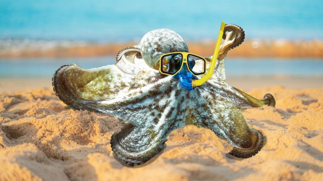 Octopi will one day take over the world and build underwater cities, maybe getty/ metro