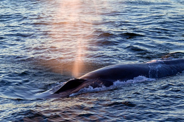 Blue whale (Balaenoptera musculus) surfacing to breathe and showing blow caused by expelling air and mucus through the blowhole. (Photo by: Arterra/Universal Images Group via Getty Images)