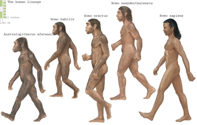 Group of Homosapiens, Australopithecus afarensis, Homo erectus, Homo habilis, and Neanderthal. (Photo by: Encyclopaedia Britannica/UIG via Getty Images)