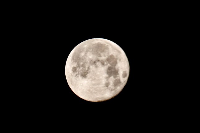 Mandatory Credit: Photo by Geoffrey Swaine/Shutterstock (16223153f) The bright waning gibbous moon visible in the clear, cold mornings sky at 98.9% This intermediate Moon phase starts after the Full Moon and lasts until half of the Moon's face remains lit up at the Third Quarter. Waning Gibbous Moon, Clayfield Copse, Berkshire, UK - 04 Jan 2026