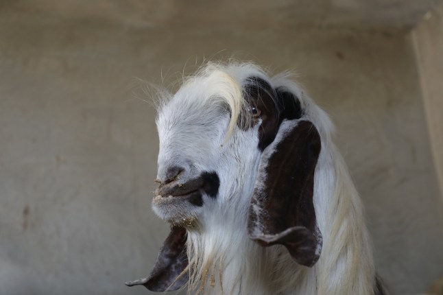 Damascus goat , funny and interesting looking.