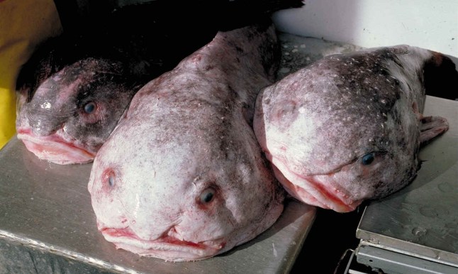 MUST CREDIT: AFSC/NOAA/Rex. Editorial Use Only. No advertising or merchandising without photographer's permission Mandatory Credit: Photo by Afsc/Noaa/Shutterstock (3663842a) Blob sculpin (Psychrolutes phrictus) AKA blobfish Blob sculpin (Psychrolutes phrictus) AKA blobfish, Alaska, America - 2014