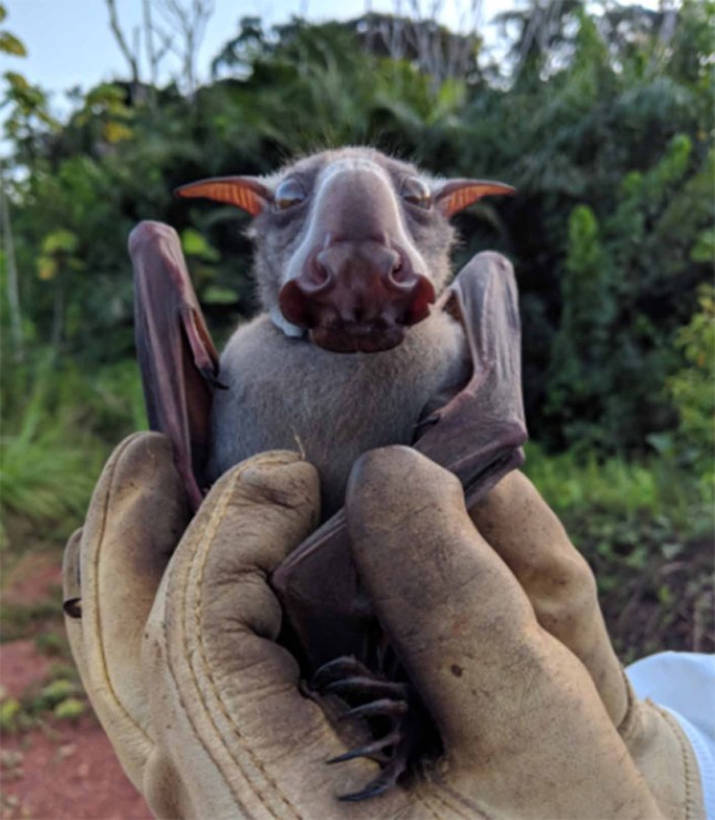 Hammerhead Bat